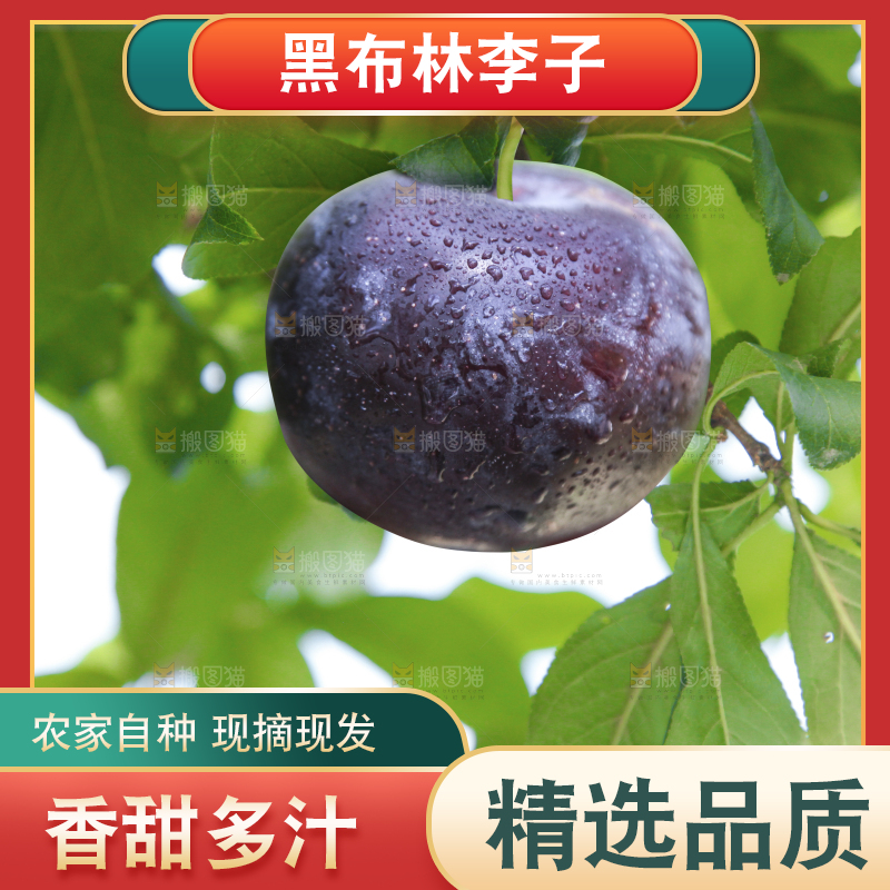 浅底上的黑布林