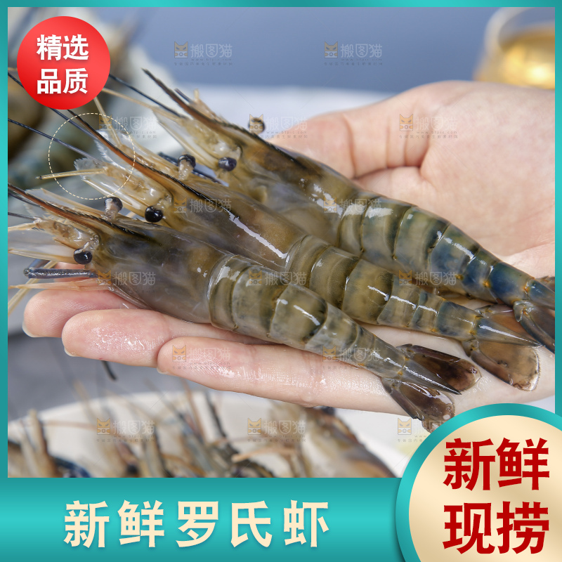 浅底上的罗氏虾