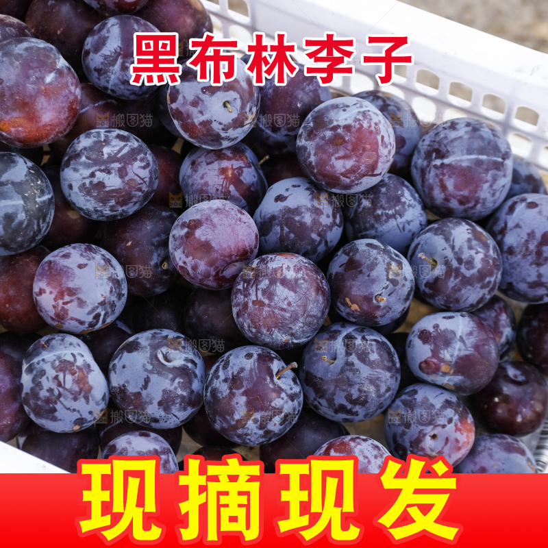 摆放着的黑布林
