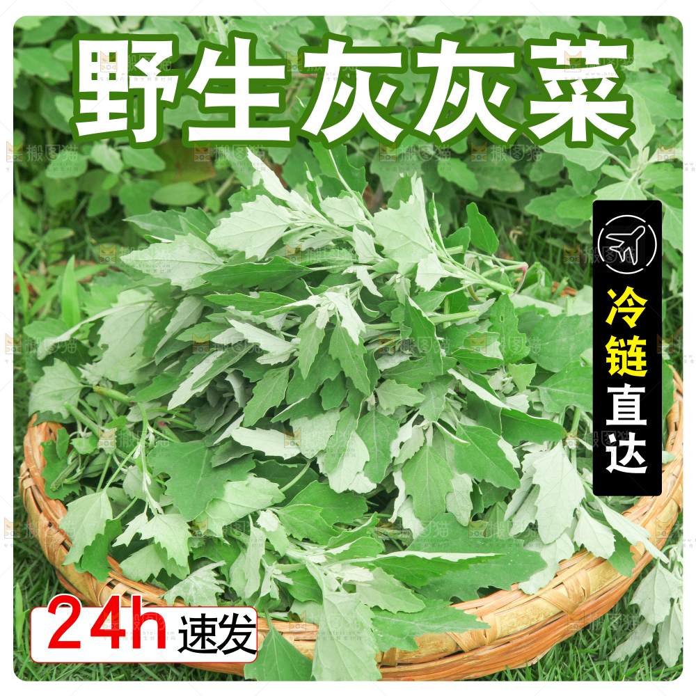 灰灰菜主图