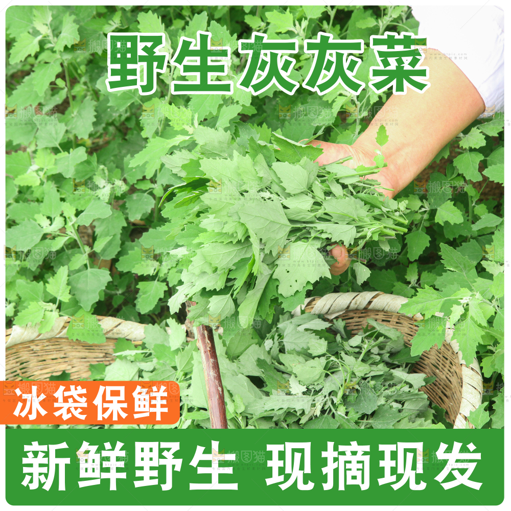 灰灰菜主图
