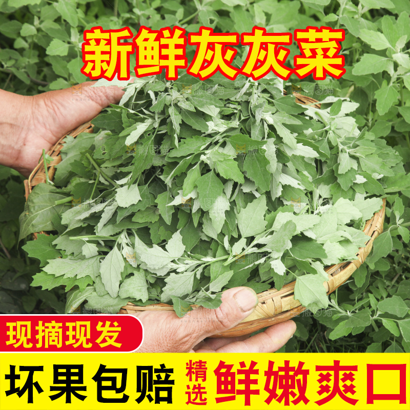 新鲜现摘灰灰菜