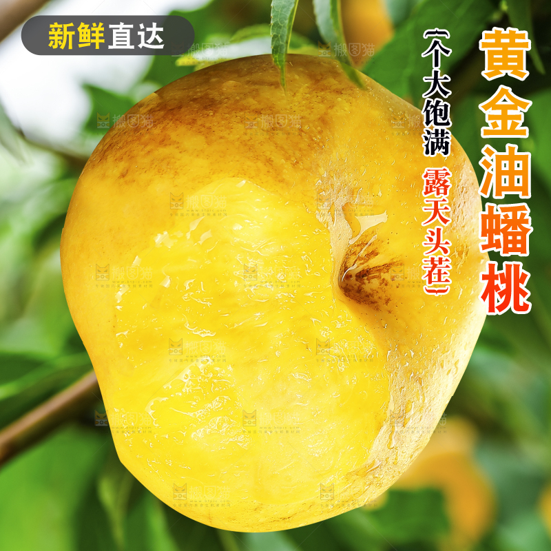 树上挂着新鲜油蟠桃