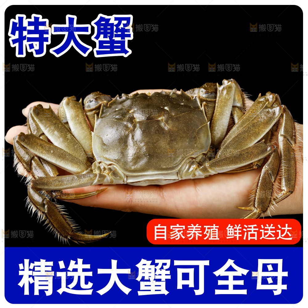 阳澄湖大闸蟹主图