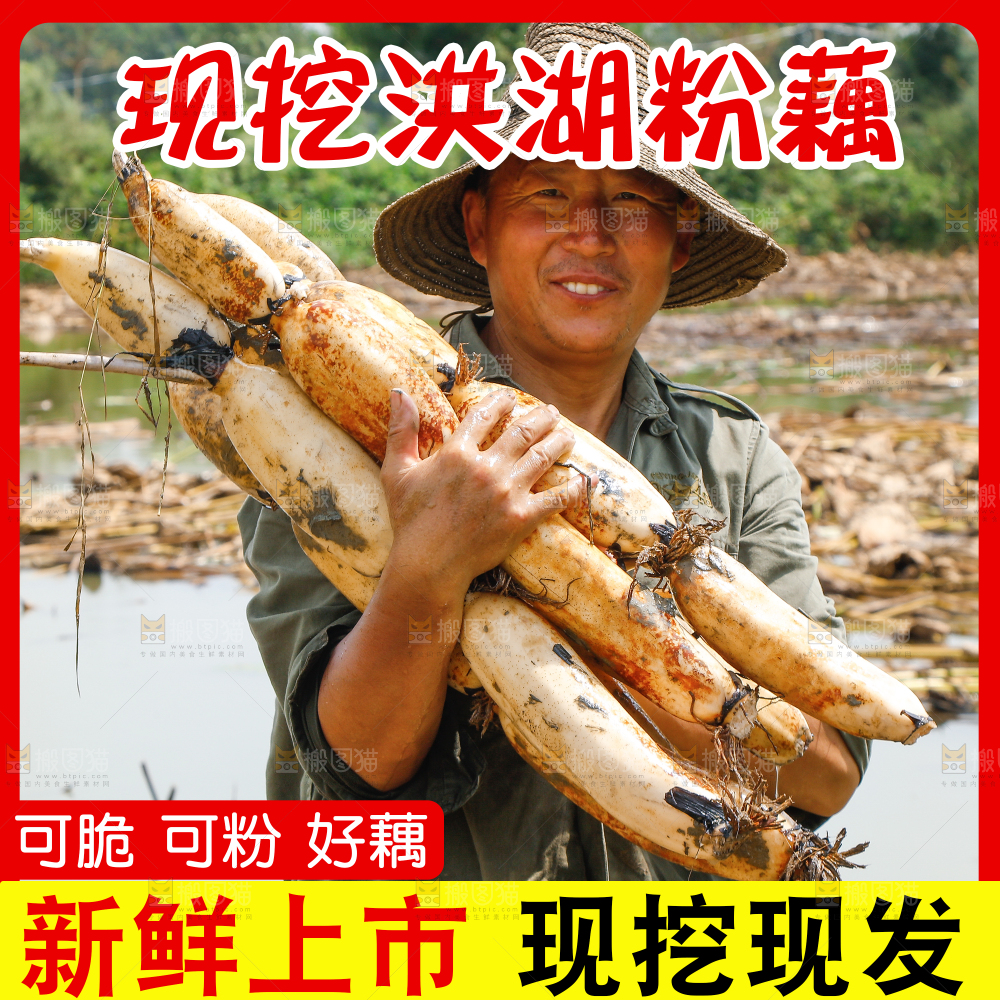洪湖粉藕主图