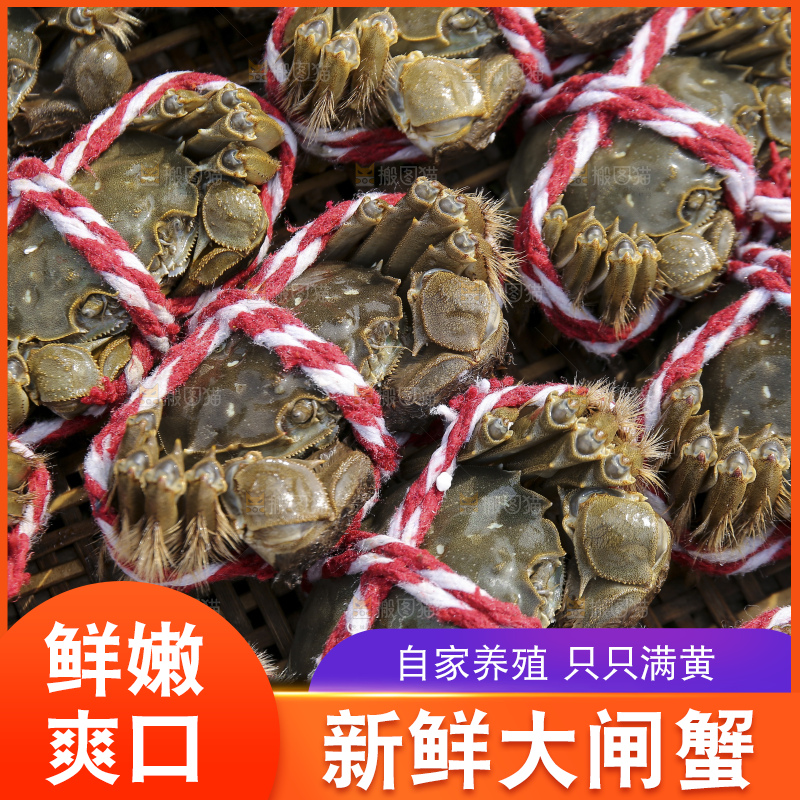 摆放整齐的大闸蟹