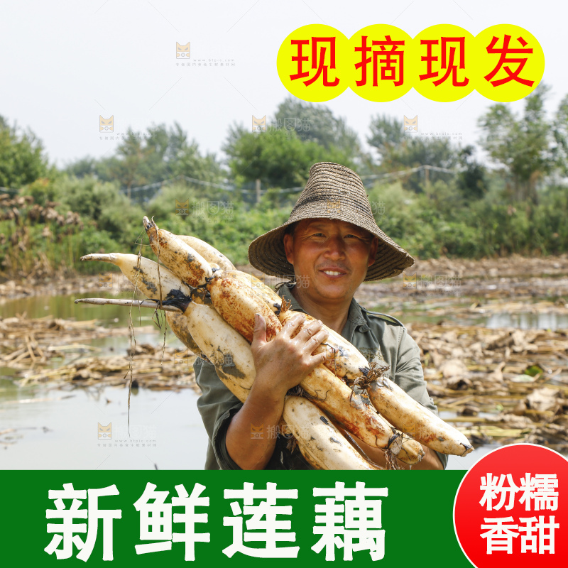 手里拿着新鲜莲藕