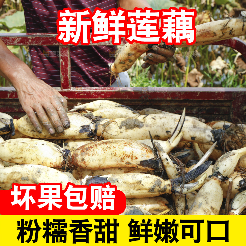地上放着现挖莲藕
