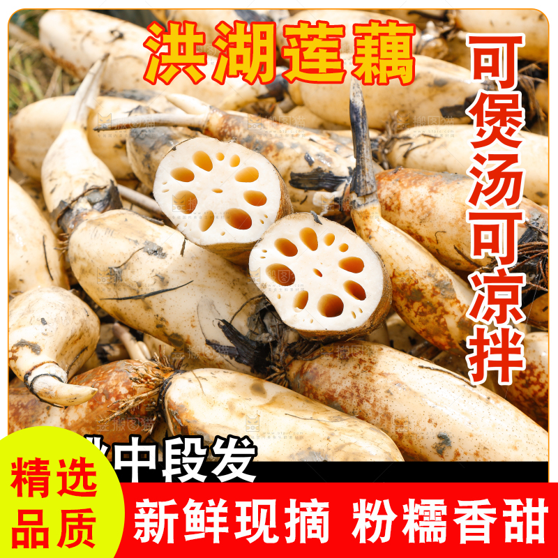 洪湖粉藕主图