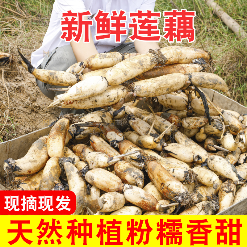 手里拿着新鲜莲藕