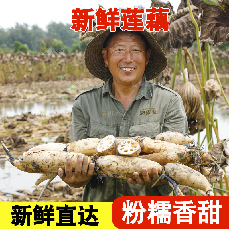 手里拿着新鲜莲藕