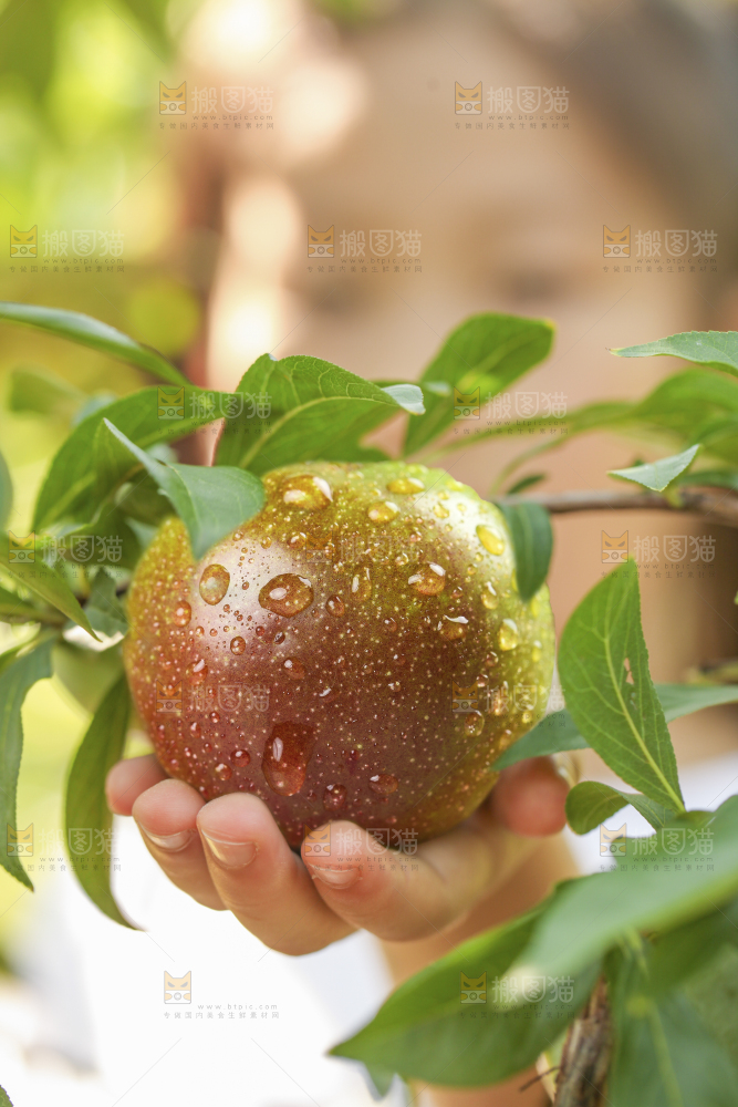 手里拿着半边红李子