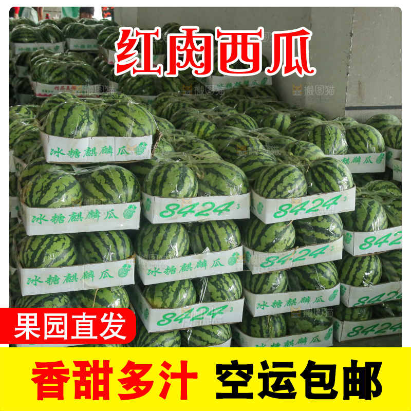 堆放着的冰糖麒麟瓜