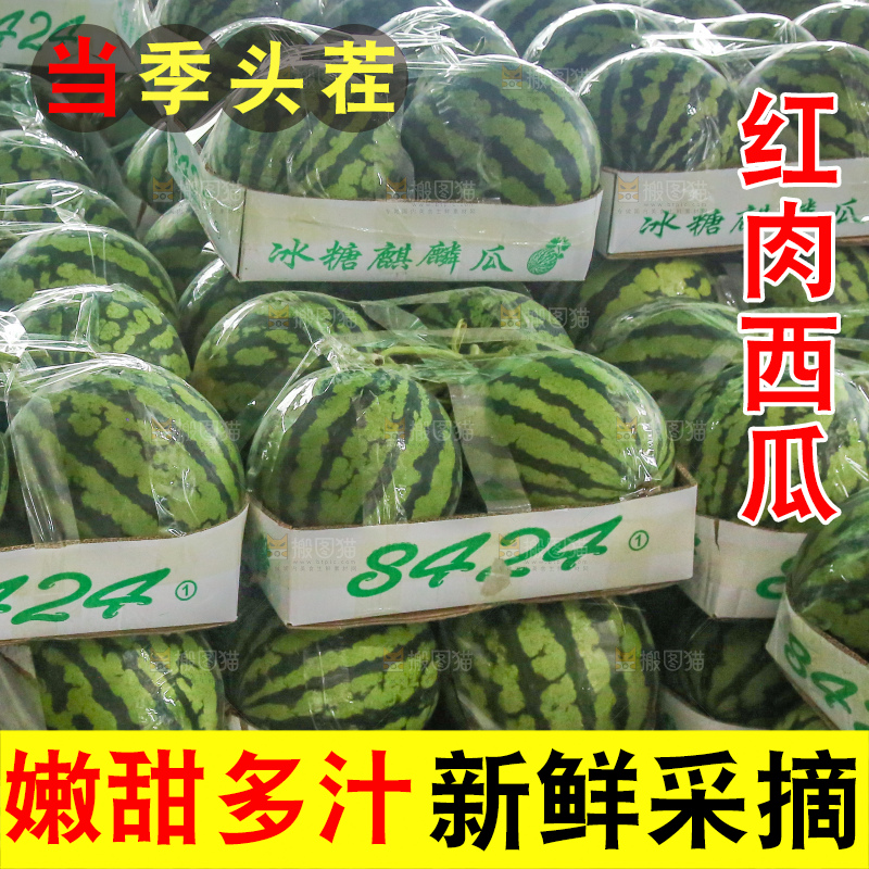堆放着的冰糖麒麟瓜