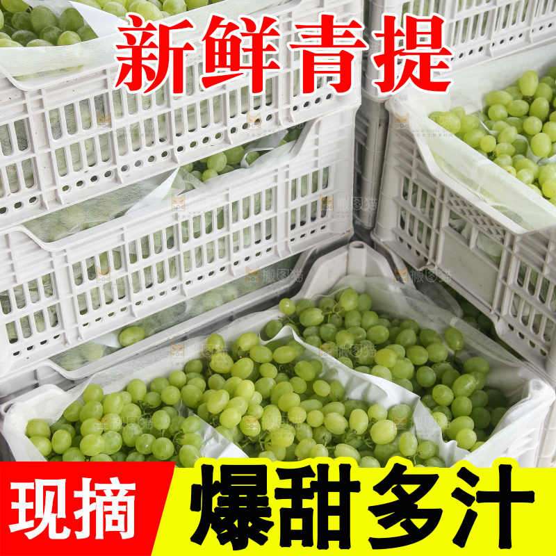 箱子里装着青提