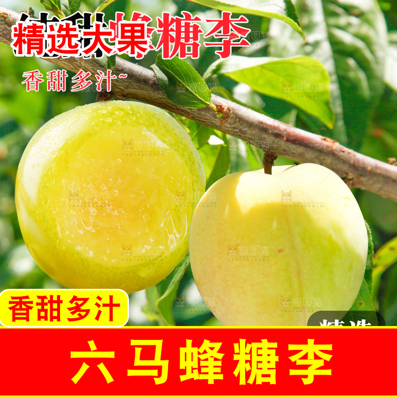 蜂糖李主图