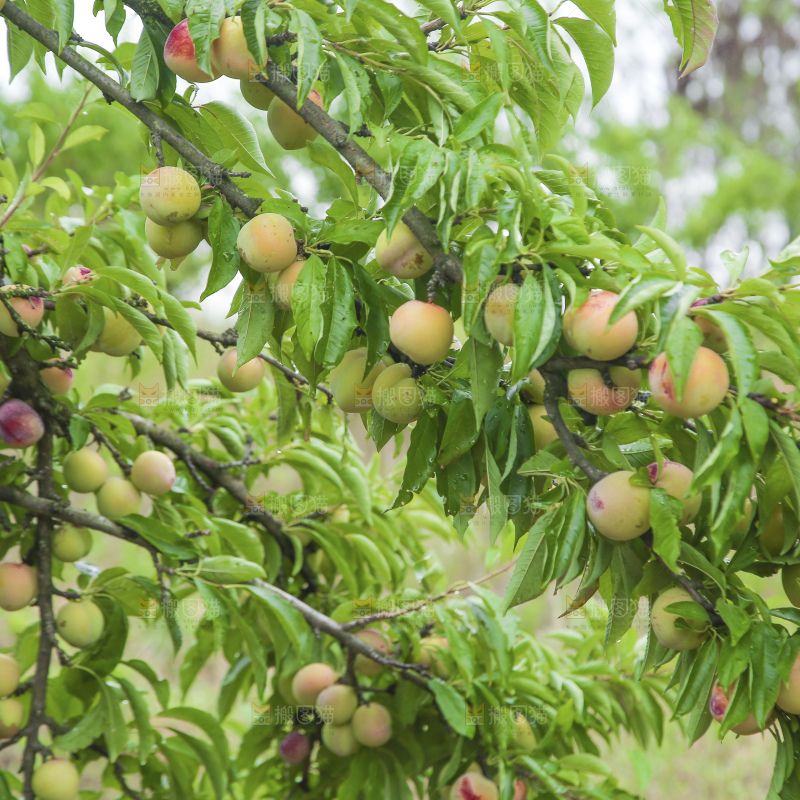 枝上挂着茵红李
