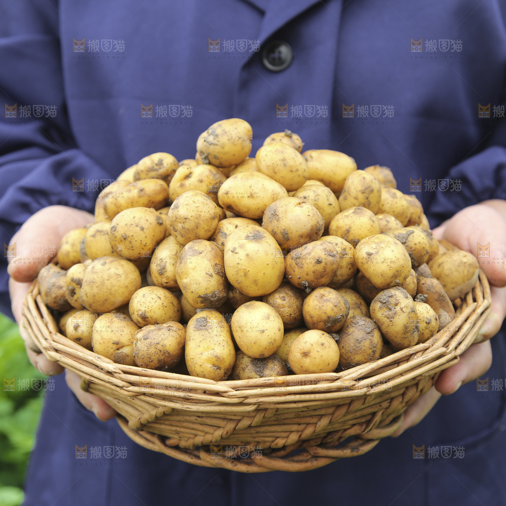 木底上的小土豆