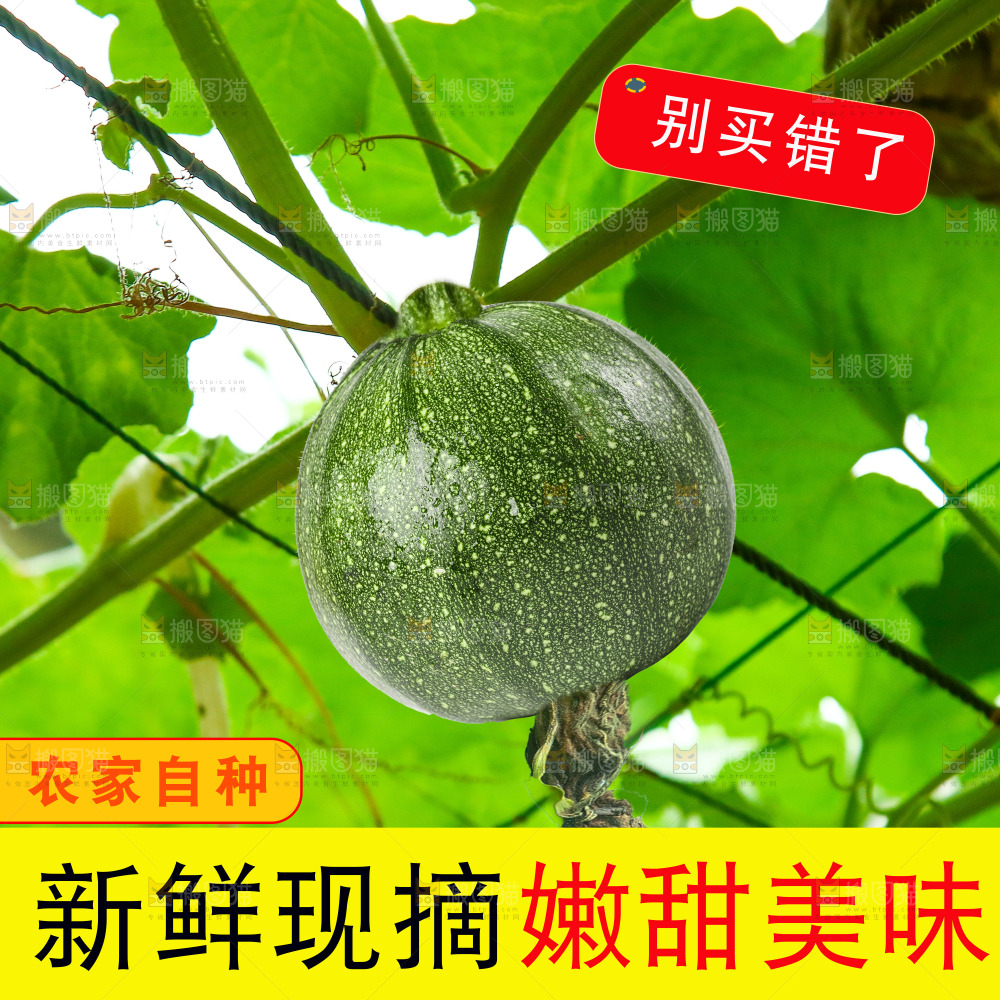 嫩南瓜主图