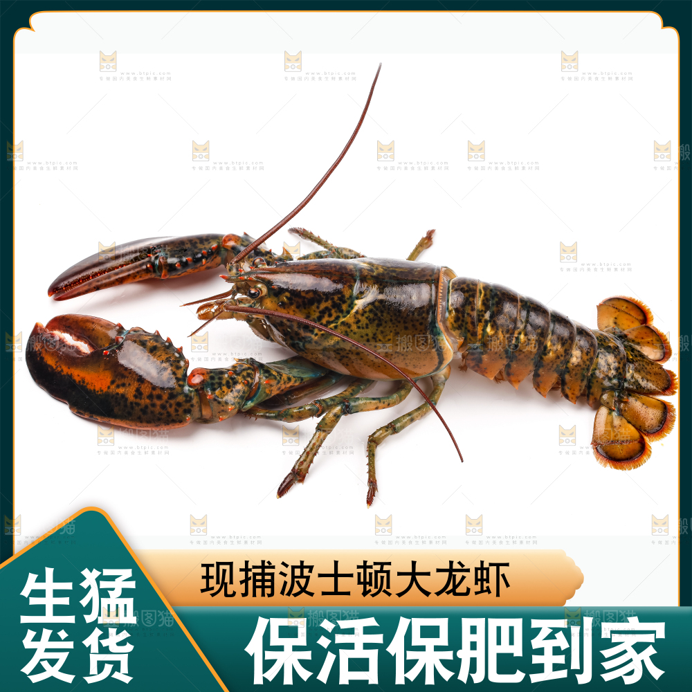 澳洲大龙虾