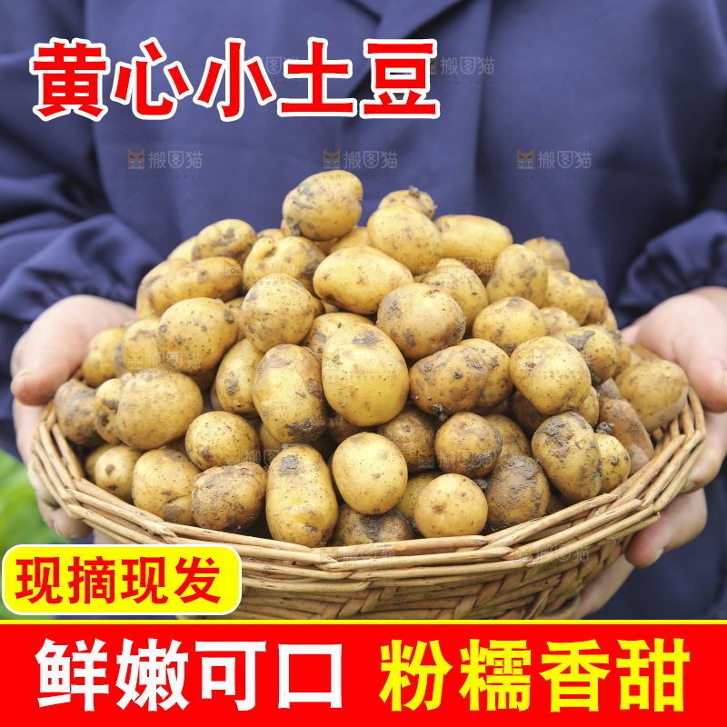 木底上的小土豆
