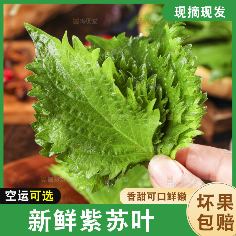 深底上的紫苏叶
