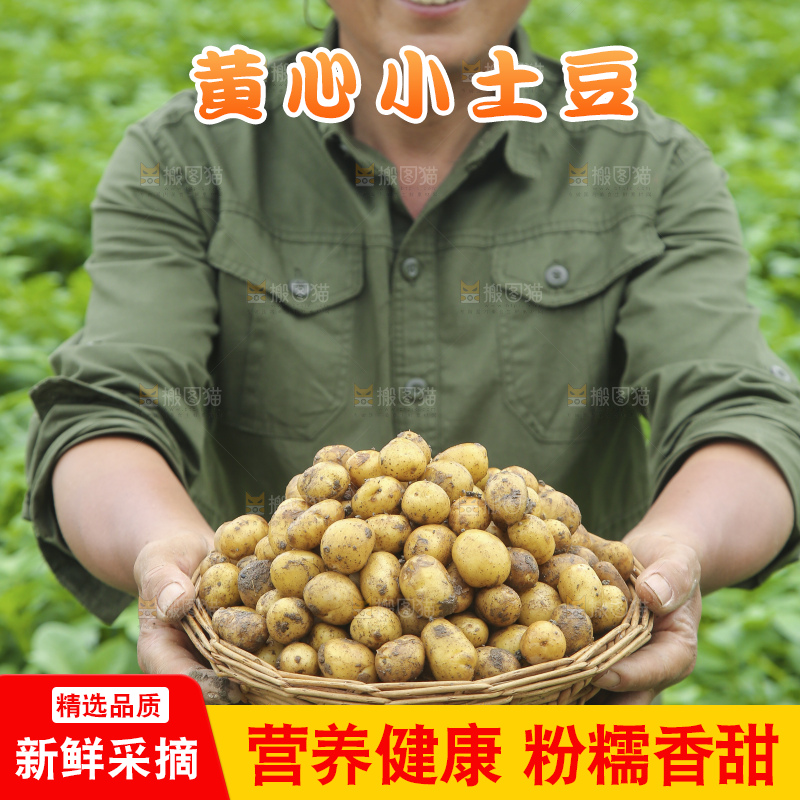 手里拿着小土豆