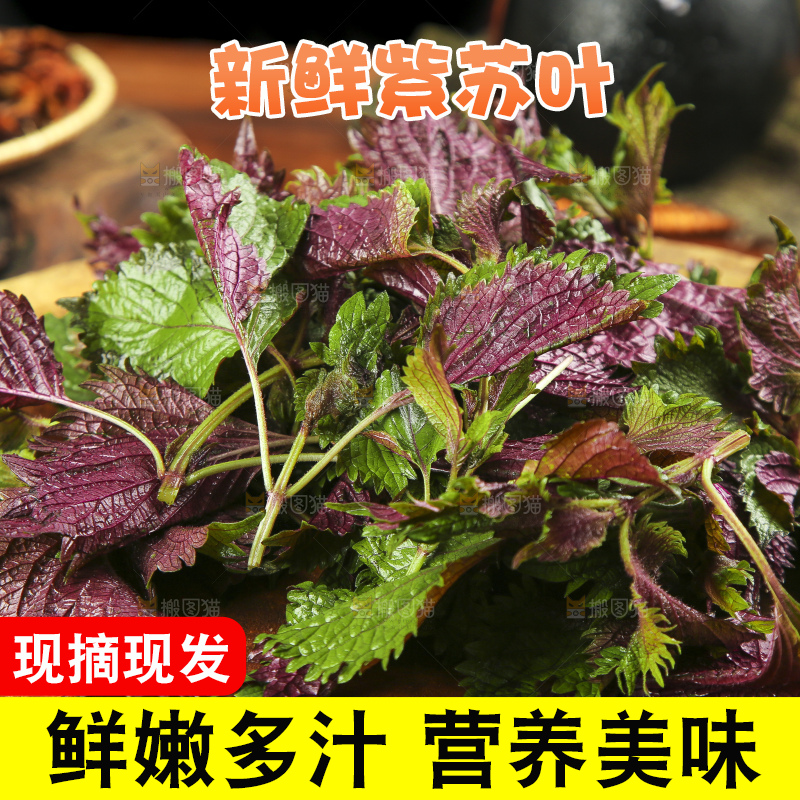 深底上的紫苏叶
