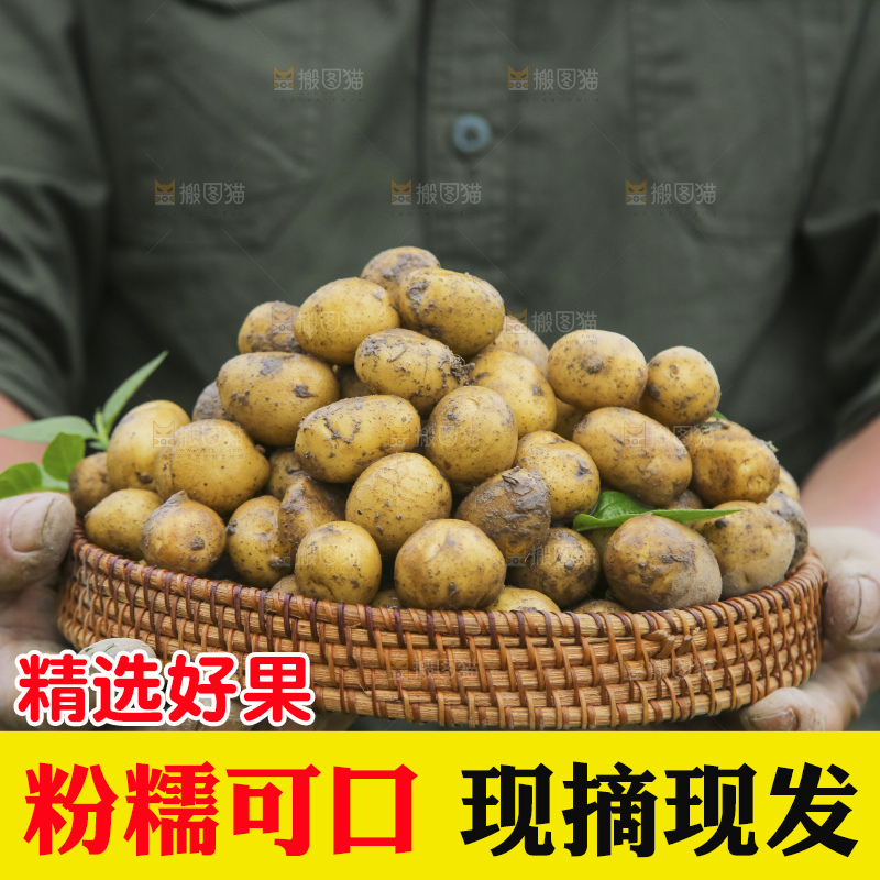 木底上的小土豆