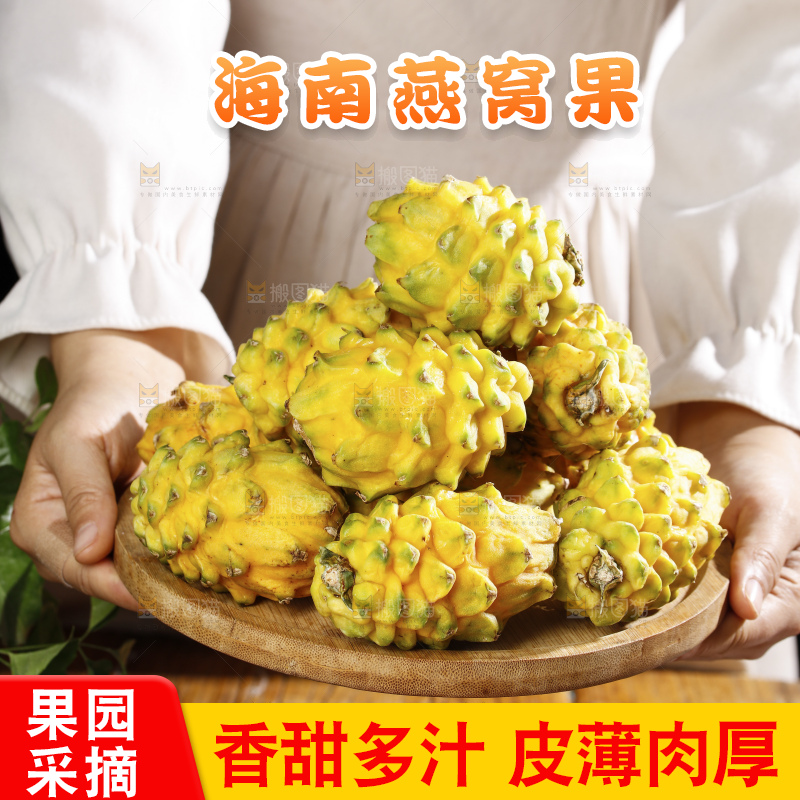 浅底上的麒麟果