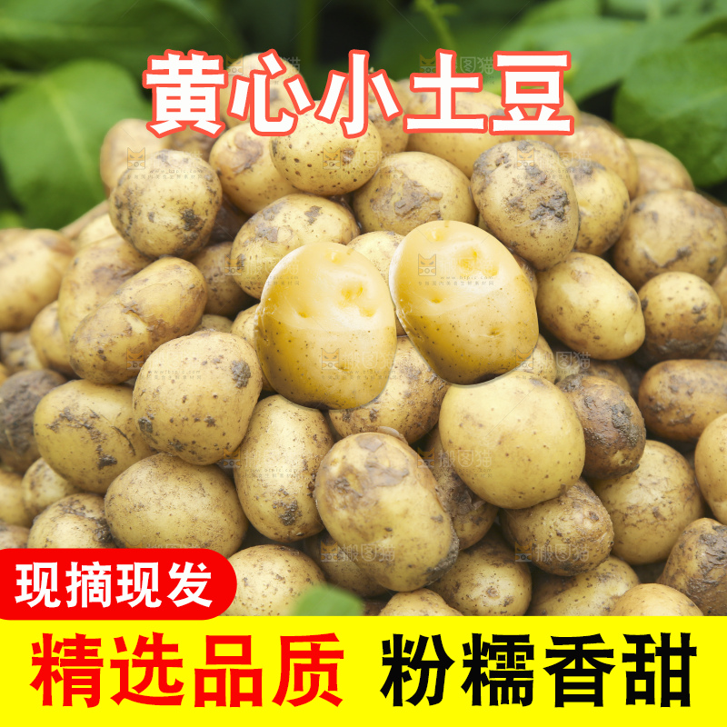 木底上的小土豆