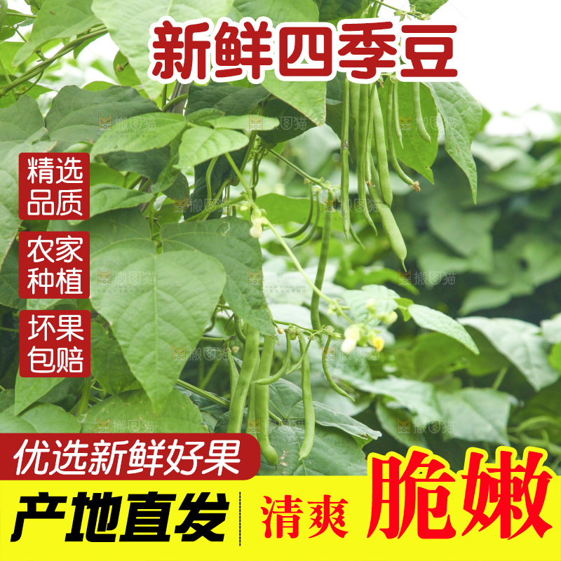 藤上的四季豆