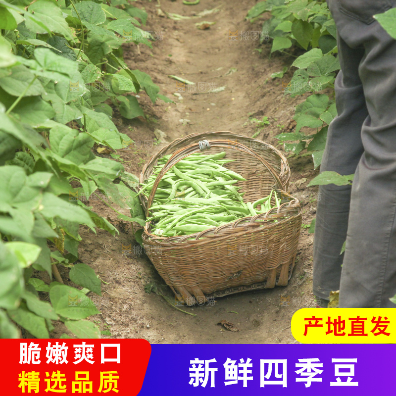 新鲜现摘的四季豆