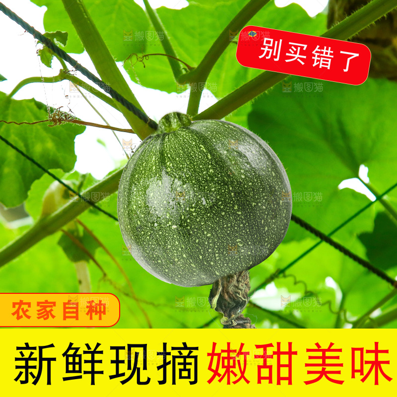 嫩南瓜主图