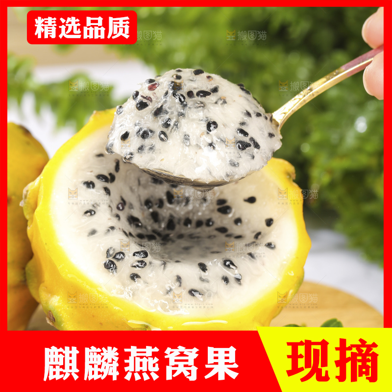 浅底上的麒麟果