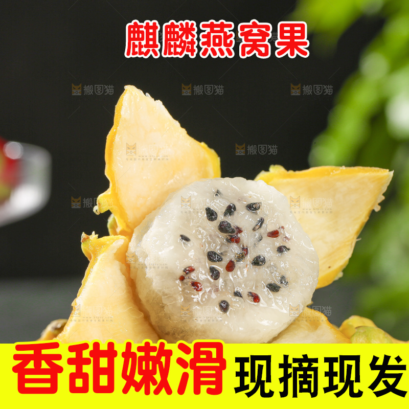 浅底上的麒麟果
