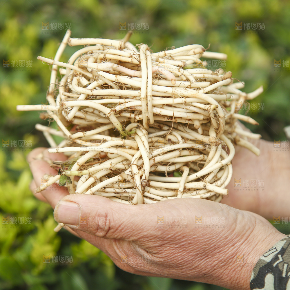手里拿着折耳根