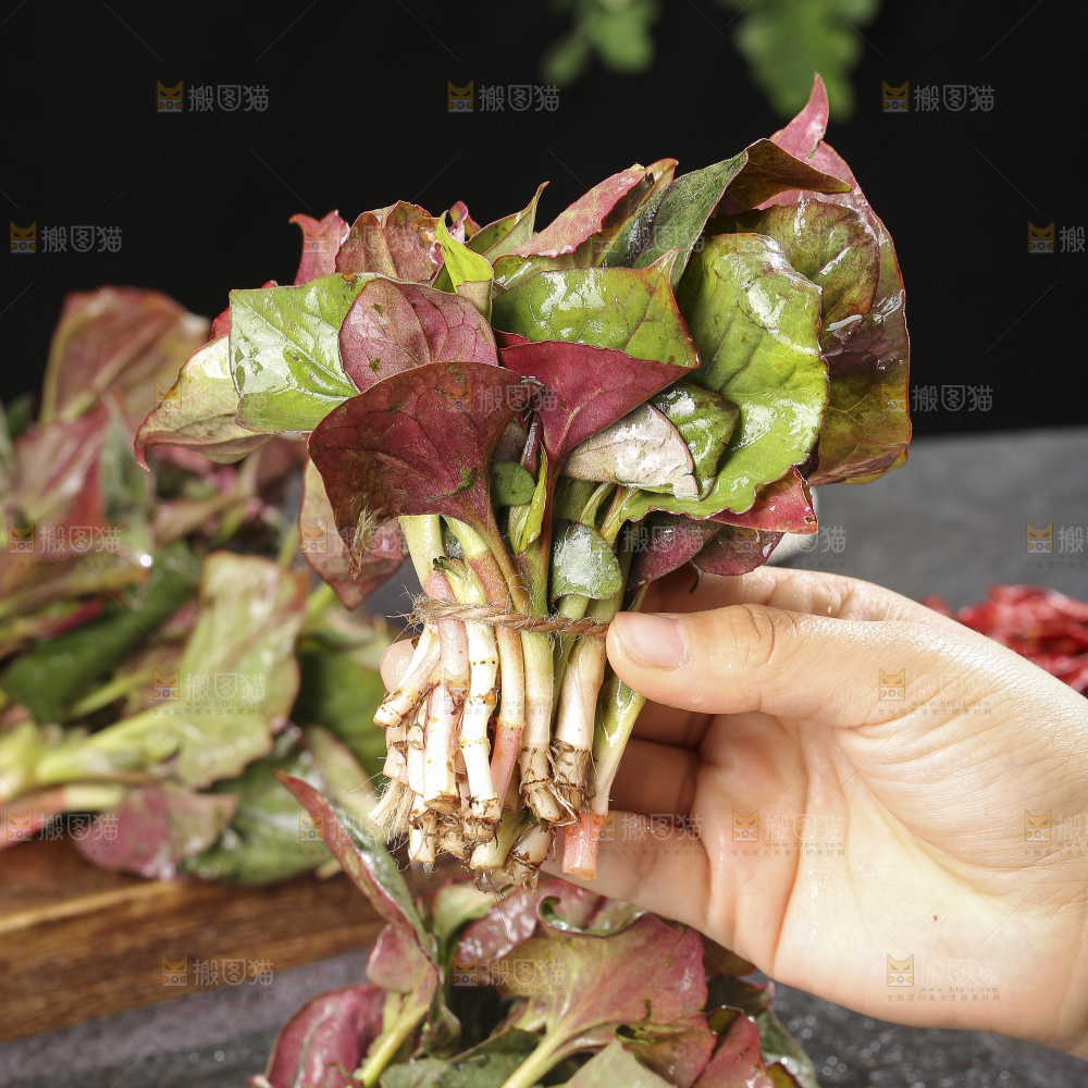 手里拿着鱼腥草