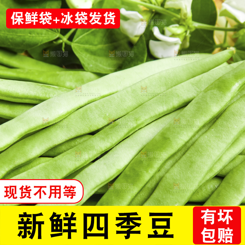 新鲜现摘的四季豆