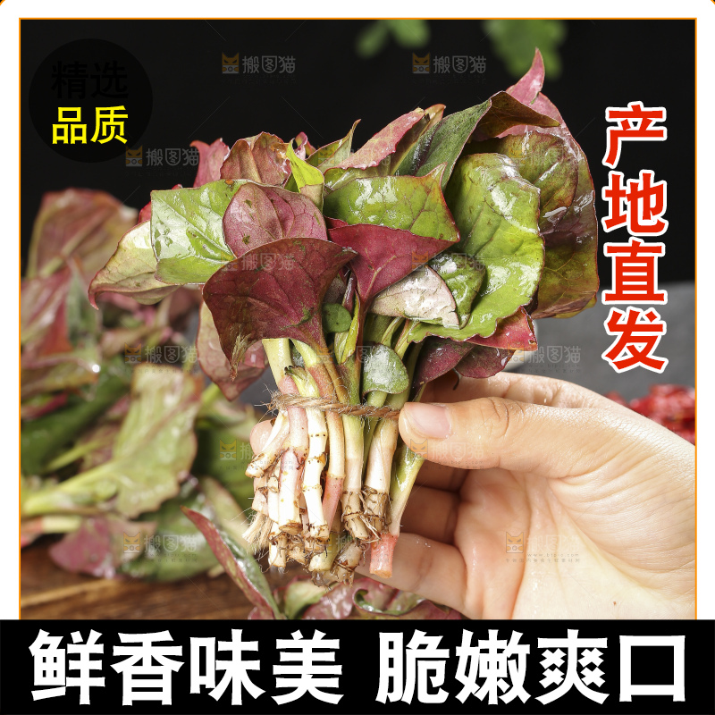 手里拿着鱼腥草