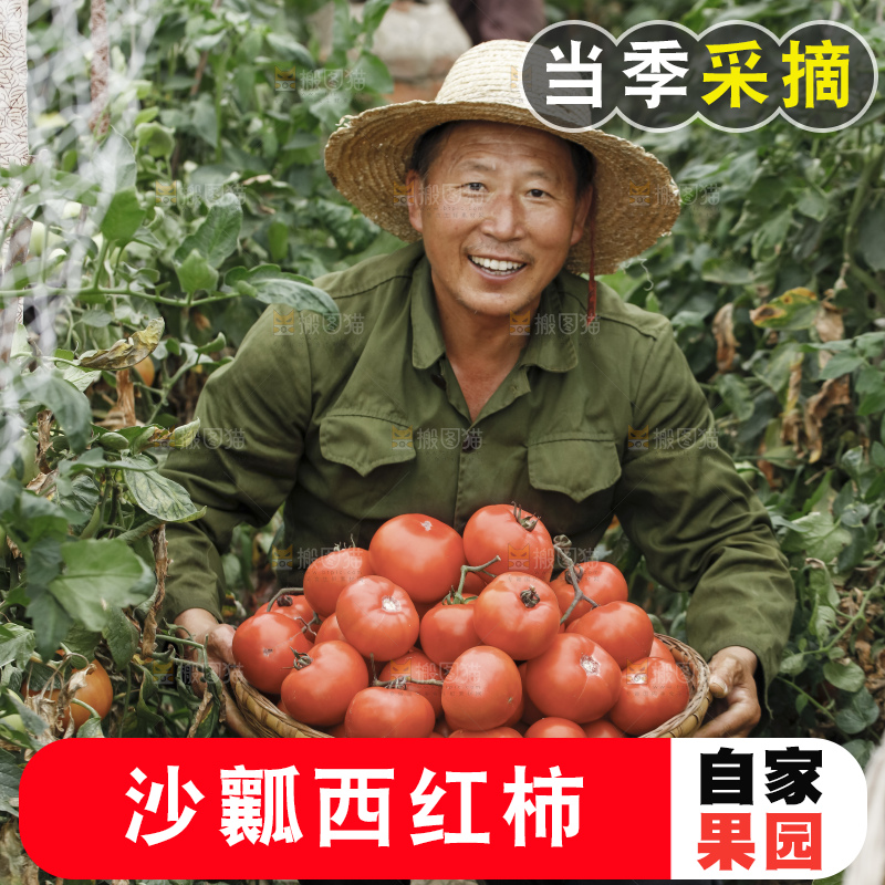 手里拿着沙瓤番茄