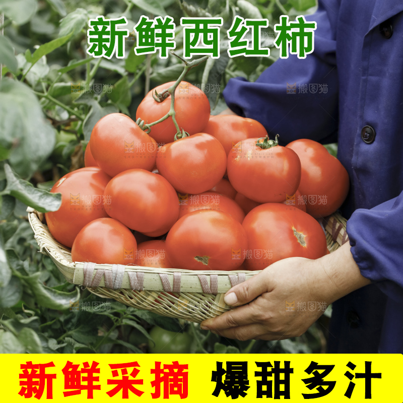 手里拿着沙瓤番茄