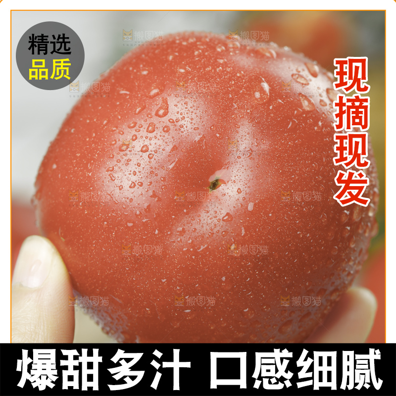 手里拿着沙瓤番茄