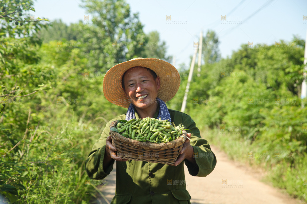 手里拿着现摘毛豆