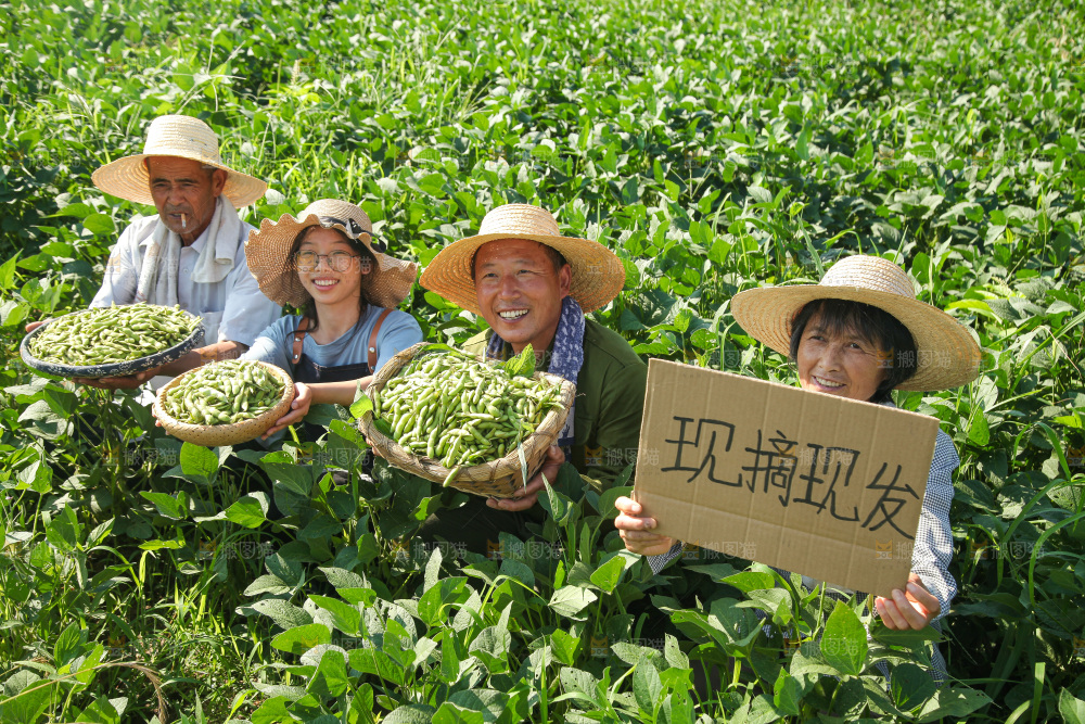 手里拿着现摘毛豆