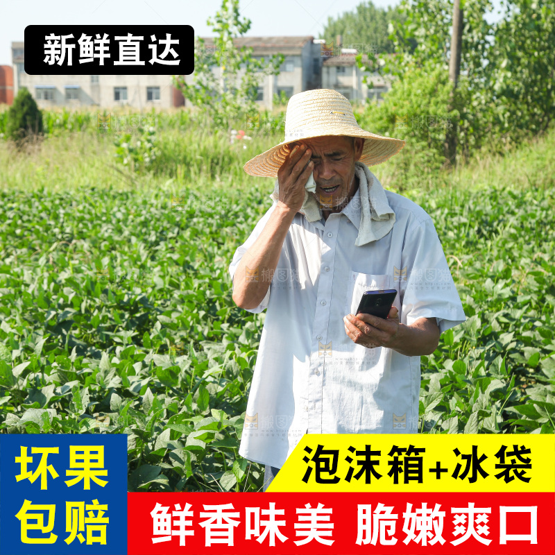 手里拿着现摘毛豆