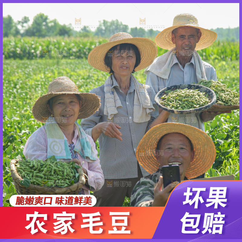 手里拿着现摘毛豆