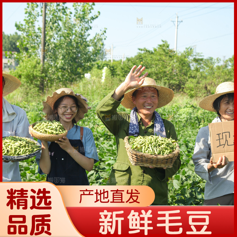 手里拿着现摘毛豆