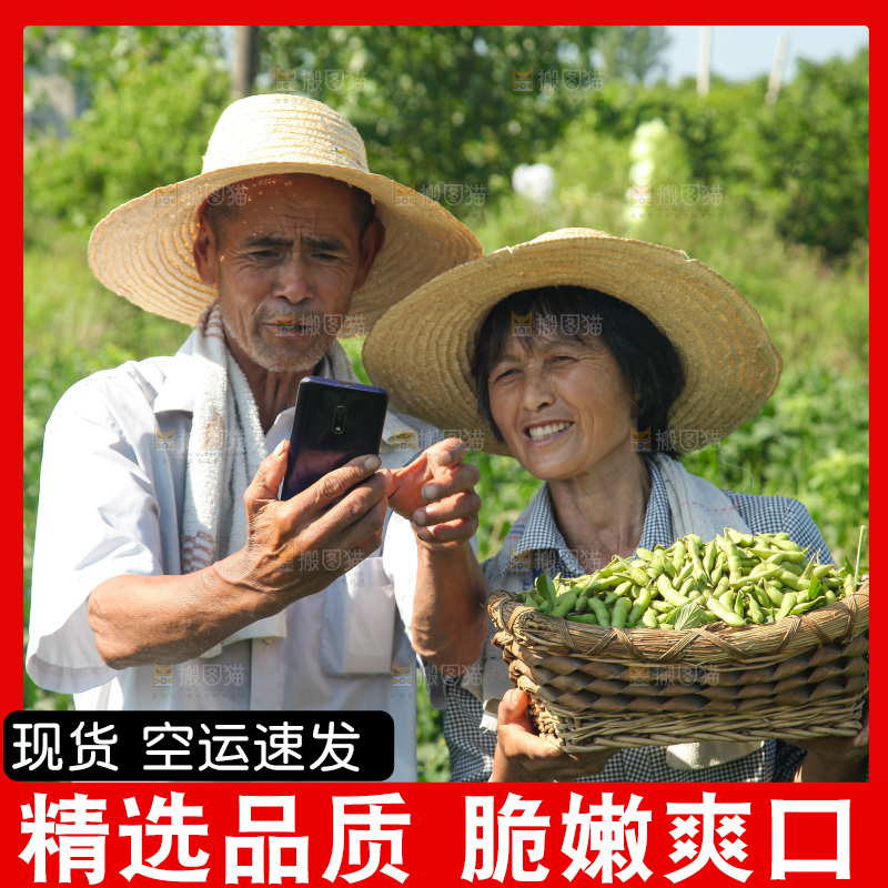 手里拿着现摘毛豆