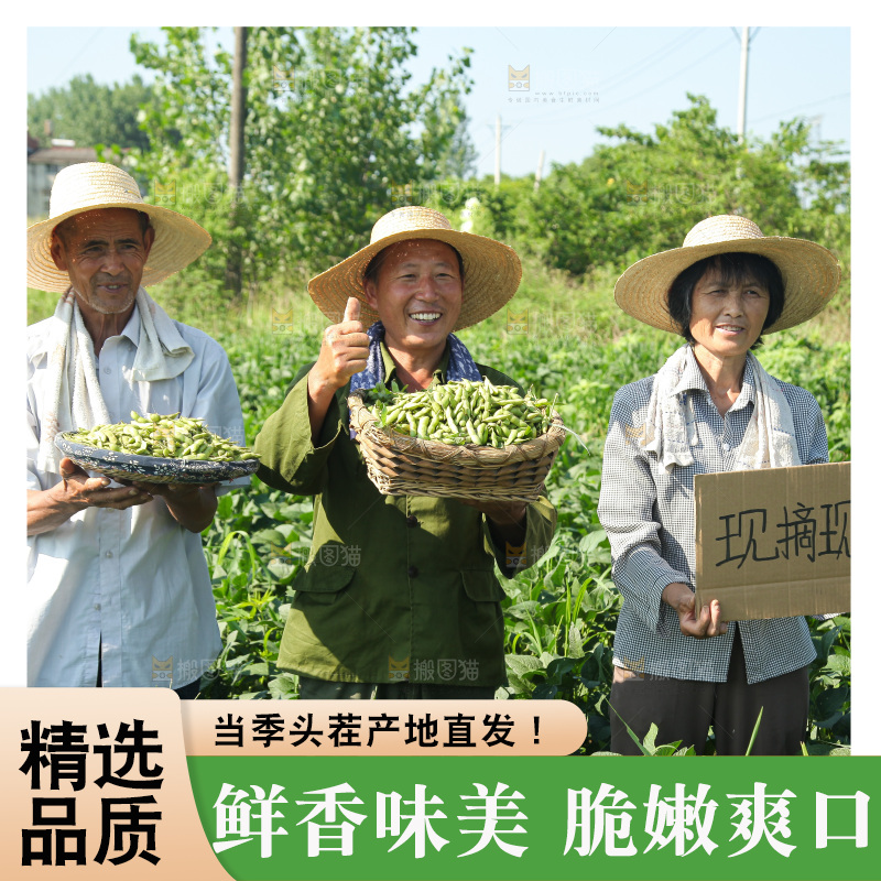 手里拿着现摘毛豆